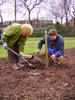 March 07 planting 029